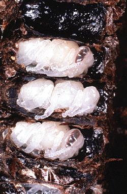 Larvae Then Pupate Beekeepers Often Call Pupae