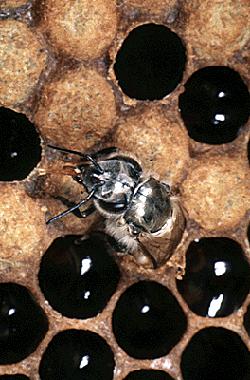 Finally Bees Emerge Worker Emerges about 21 Days After Egg Is