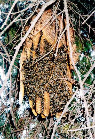 A Wild Colony A Wild Honeybee Colony And A Colony Kept By A Beekeeper Differ Mainly In Where & How The Colony Is Housed.