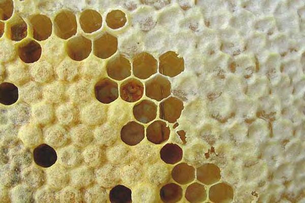 This marvel of insect engineering consists of flat vertical panels of sixsided cells made of beeswax.