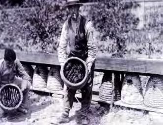 Beekeeping History