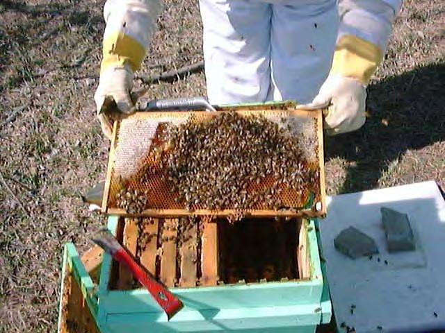 Comb In Frame Beekeepers Control The Way Bee Build Comb By Providing Movable Frames in Hives.