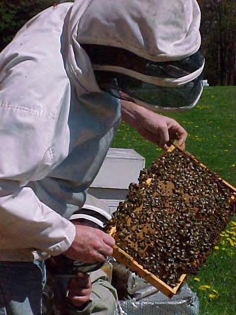 Movable Frames Movable Frames Allow Beekeepers To Open Up And