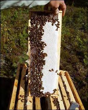 Beekeeping Honey Basics Honey Storage Bees Tend To Store Excess Honey Above Brood Area.
