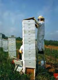Beekeeping Honey Basics Honey