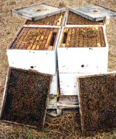 Sources Of Bees Buy Existing Hives Advantages Can Be Economical Honey First Year Splits Possible First Year Disease &