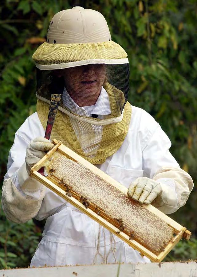Challenges to Beekeeping Parasites Diseases Pests