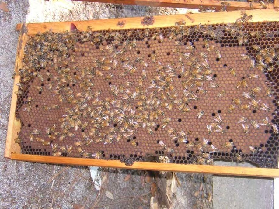 Challenges to Beekeeping
