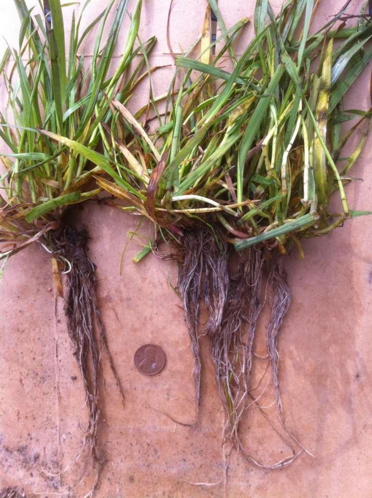 Annual ryegrass is 6-7 months old April 1 With extensive root system Variety also determines