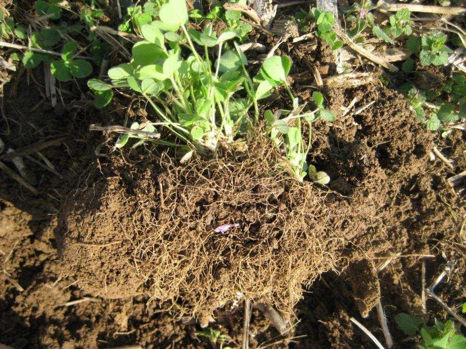 Healthy Soil= a soil that has a high capacity
