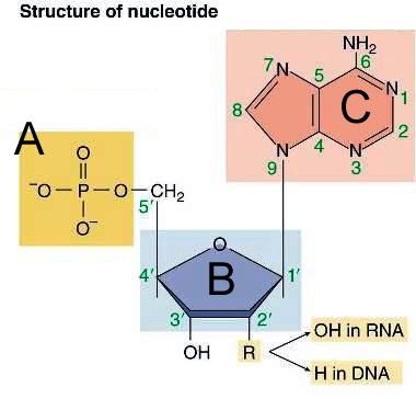 HEBISD Concept Review: 6. The DNA molecule is in the shape of a(n) 7. 7. The mrna Molecule is in the shape of a(n) a. Single strand b. Alpha helix c. Beta pleated sheet d. Double helix 1.
