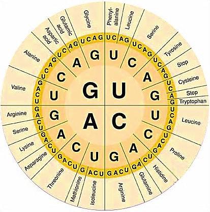 An amino acid may have more than one codon There are 20 amino acids, but 64 possible codons Some codons tell the ribosome to