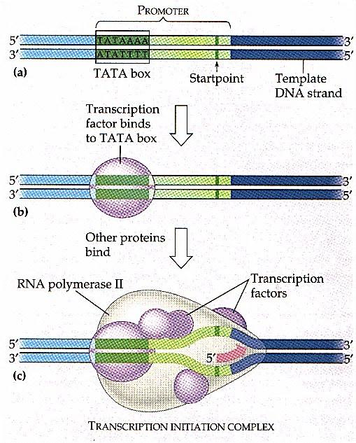 HEBISD Transfer RNA (trna) in Detail: Clover-leaf shape Single stranded molecule with attachment site at one end for an amino acid Opposite end