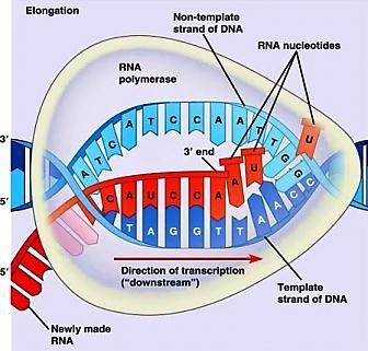 strand of DNA, the template strand mrna copies the template strand Requires the enzyme RNA Polymerase During transcription, RNA polymerase