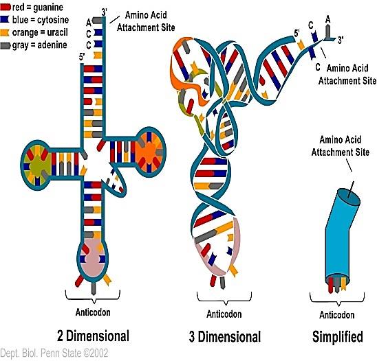 are regions on DNA that show where RNA Polymerase must bind to begin the Transcription of RNA Called the TATA box The termination signal are