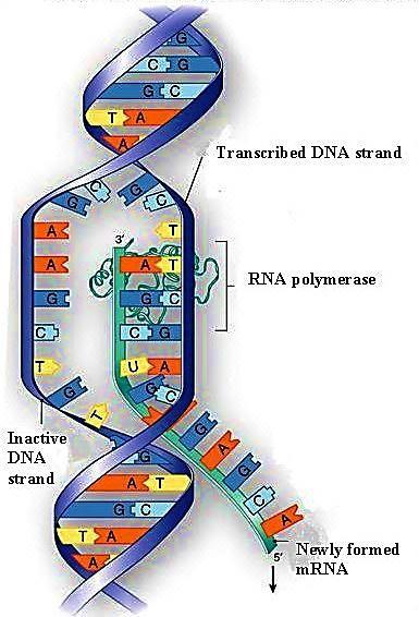 This strand is called the template strand, because it provides the template for ordering the sequence of nucleotides in an RNA transcript.