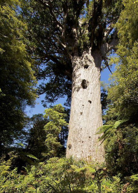 The ancient Waipoua forest has New Zealand s largest tree, a Kauri tree known as Tane Mahuta, and is popular for hiking and tramping.