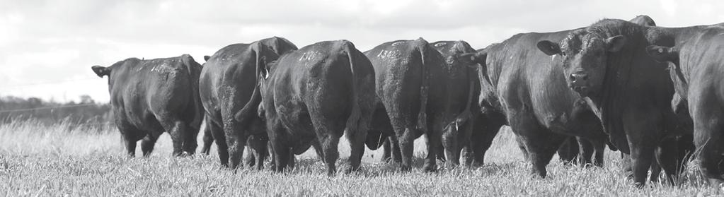 Sale Summary WELCOME TO 2015 Each year we talk about the need for a balanced breeding program.