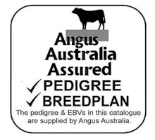 HEALTH All bulls have been vaccinated with in 7in1 (Lep), Pestiguard (Pestivirus/BVDB) and for Vibriosis. Clunie Range Angus is within the Johnes Protected Zone.