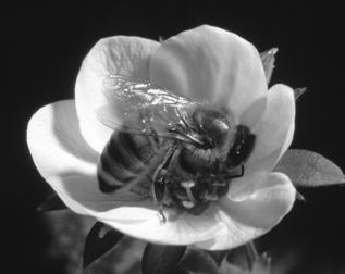Some agricultural practices destroy the natural nesting sites of wild pollinators, and regular pesticide applications may limit the number and variety of these pollinators.