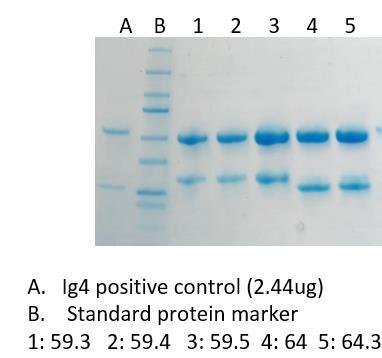 ABM60 Germline Analysis: ABM60 is comprised of a heavy chain with three amino acid changes from