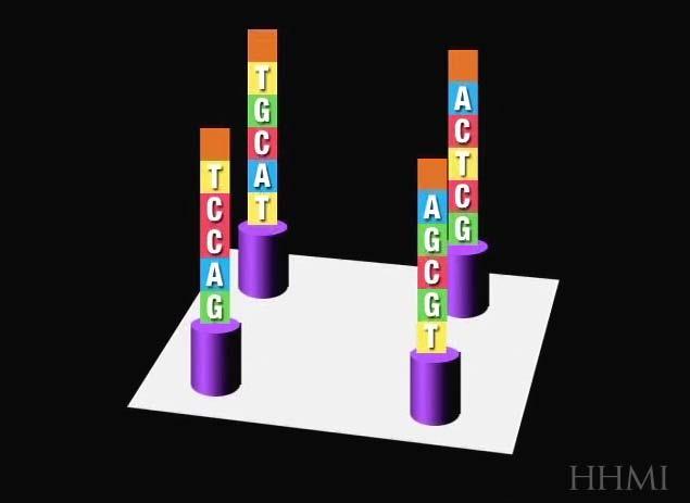 Microarrays allow thousands of specific nucleotide sequences to be detected at one time on a glass or plastic slide that is about 1.5 centimeters square.