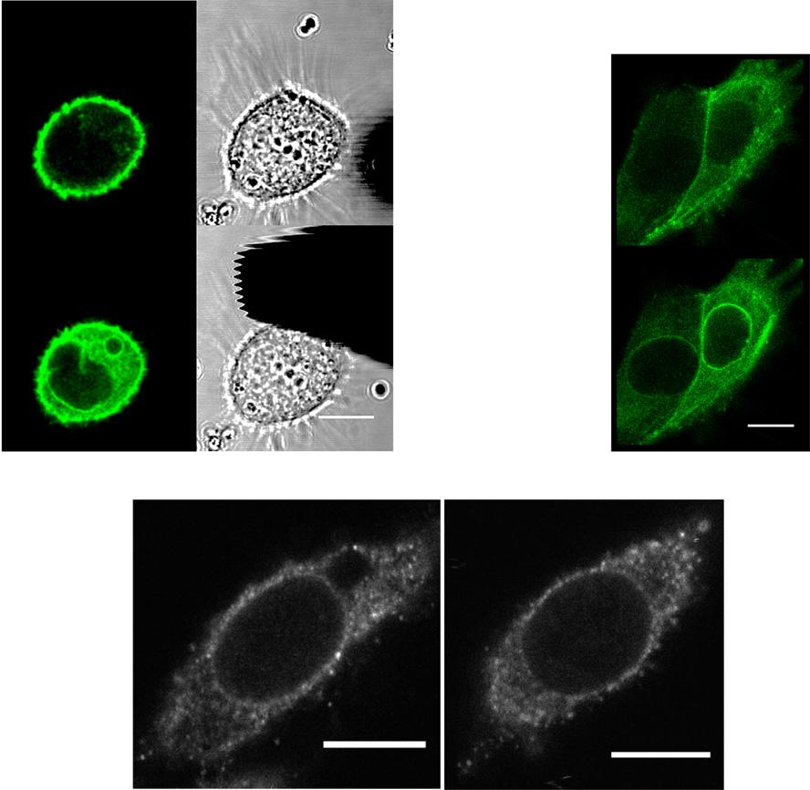 Fig. S3. (A, Left) EGFP-Lifeact and (A, Right) phase-contrast images of a cell growing on poly-l-lysine coated substrate (Upper) before and (Lower) after force application.
