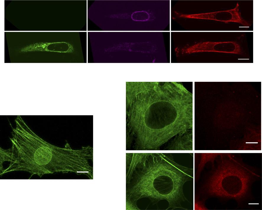 A B C Fig. S7. (A) Effect of calcium ionophore A23187 on cells (Upper) not expressing and (Lower) expressing GFP-KASH. Nesprin2 (purple) and F-actin (phalloidin; red) were stained.