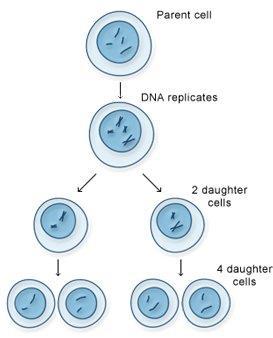 Friday, October 27 In: Heredity (meiosis) Haploid(23) Diploid (46) 1. What is the purpose of meiosis?