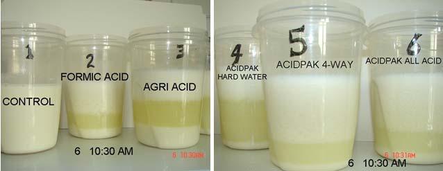 Figure 4. The photographs show the separation that occurs when milk replacer is acidified to ph 4.2. Similar separation occurs with colostrum, milk or waste milk.