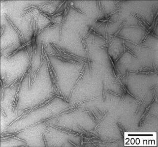 Cellulose Nanocrystals and