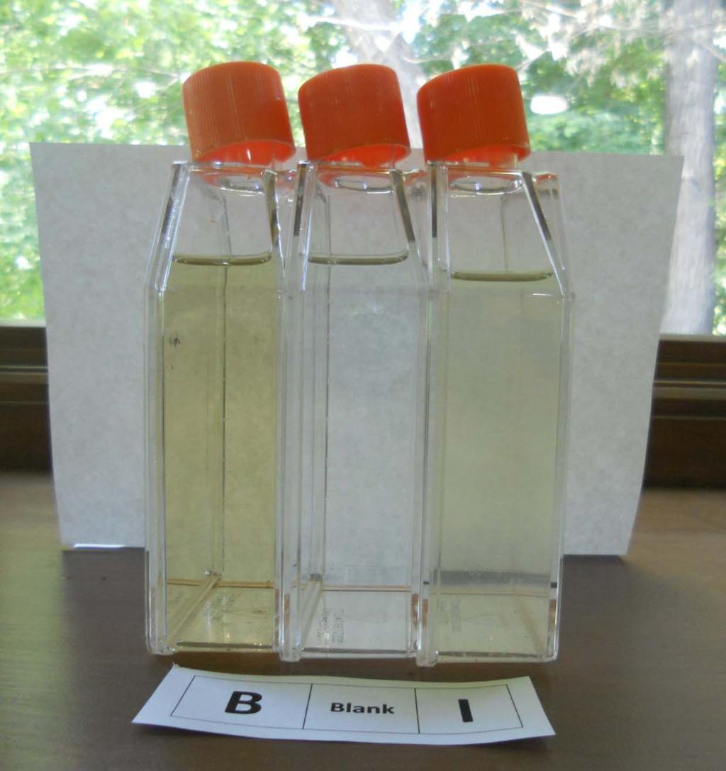 Photographic Image: Bottles Blank in middle Experimental on