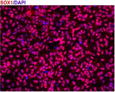 0x10 viable cells/vial Characterization of Neural Stem Cells Neural Stem Cells (NSCs) can be assessed by their morphology and by immunostaining of SOX1