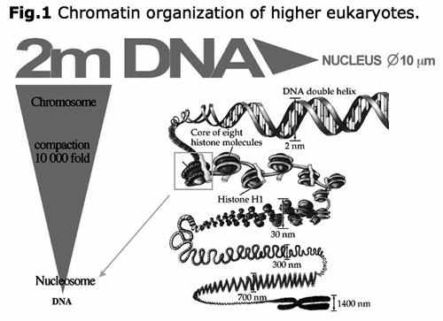 www.chromatintoronto.ca/projects.html Gene expression is high