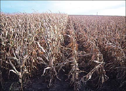 One example: Insect Resistance Bt corn Normal corn Bacillus