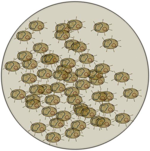Within a population of F+ cells, approximately 1/1000-1/100,000 has an integrated