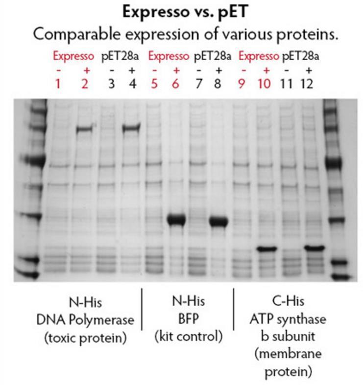 Ideal System for Routine or Toxic Proteins High-level Expression Equivalent to the pet System Induce maximal protein expression from strong T7 promoter Control leaky