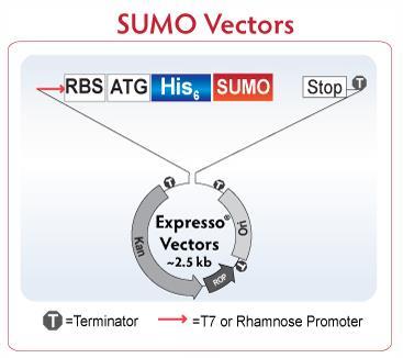 Improve Protein Expression and Solubility Express Soluble, Native Proteins with Expresso SUMO Trusted SUMO Fusion Technology Small Ubiquitin-like Modifier (100 amino acid yeast protein) Enhance