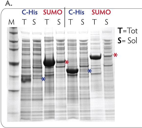 SUMO tag enhances solubility compared to