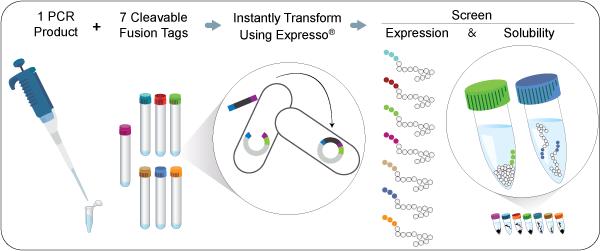 Expression & Solubility Screening Workflow Gene to Protein in as Few as 4 Days Day 1 Day 2 Day 3 Day 4 Design one set of PCR primers to amplify your gene. Amplify your gene.
