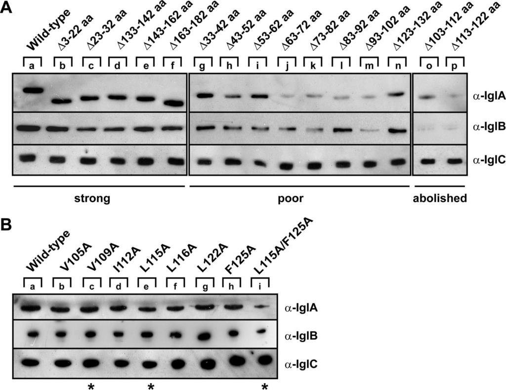 2440 BRÖMS ET AL. J. BACTERIOL. FIG. 4. Analysis of Igl protein synthesis for an igla null mutant expressing wild-type or mutated IglA in trans.