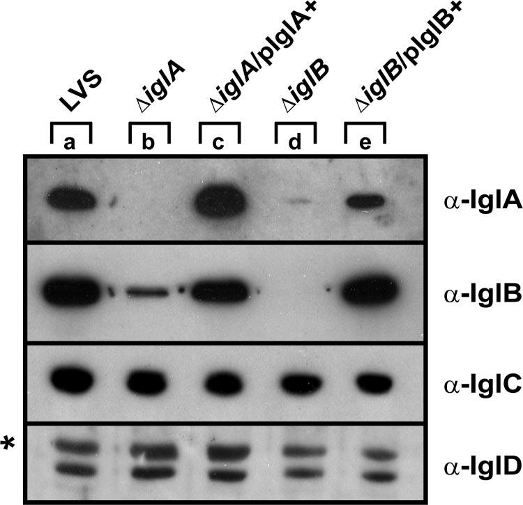 VOL. 191, 2009 IglAB COMPLEX IMPACTS F. TULARENSIS VIRULENCE 2437 FIG. 1. Analysis of Igl protein synthesis by F. tularensis strains.