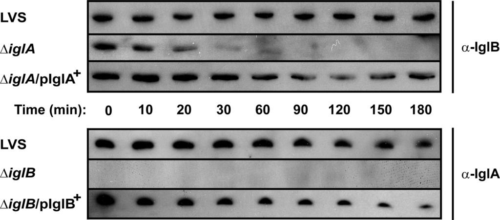 2438 BRÖMS ET AL. J. BACTERIOL. FIG. 2. Intrabacterial stability of IglA and IglB in strains of F. tularensis.