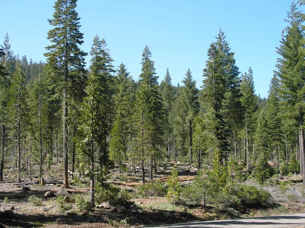 biomass--burn piles in forest or at landing, or