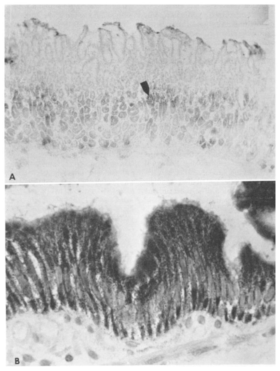 February 1967 HISTOCHEMICAL LOCALIZATION OF MUCOSAL ENZYMES 235 FIG. 5. Nonspecific esterase. A, low power photomicrograph of monkey stomach.