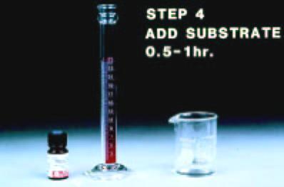 : Labeled antibody with Alkaline phosphatase 4) Adding of substrate solution