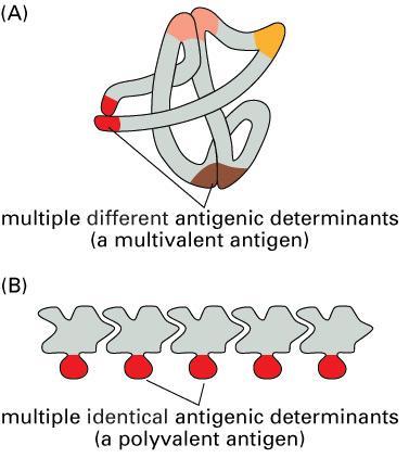 Antigen Recognition by Lymphocytes Epitope: a part of a protein molecule that acts as an immunogenic/antigenic determinant [and so determines specificities] a macromolecule,