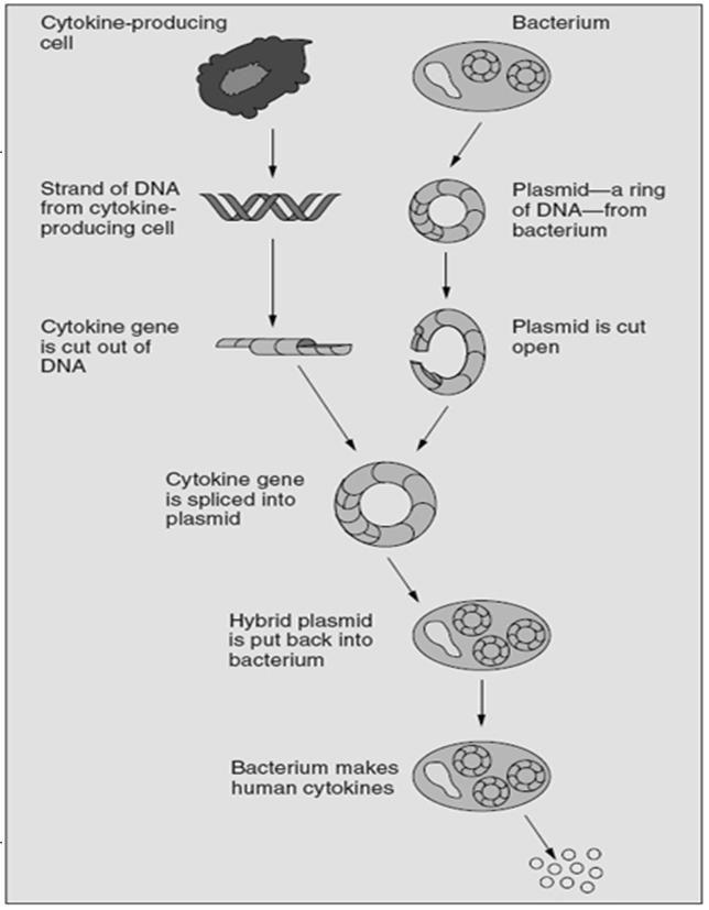 Rekayasa Genetika (transformasi) http://www.cbs.dtu.dk/staff/dave/roanok e/genetics980309.html http://www.niaid.nih.gov/topics/immunesystem/pages/frontiersimages.