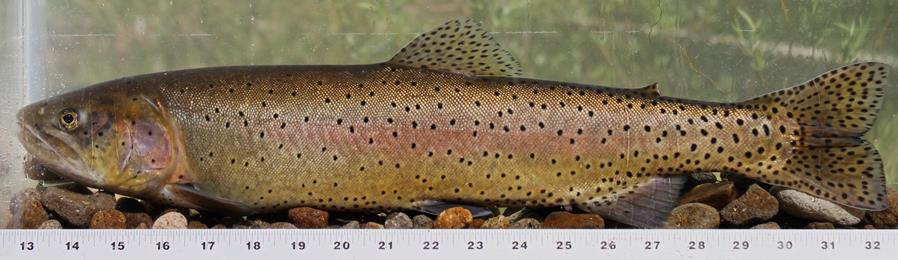Other CitSci Opportunities Objectives: Trout Blitz 1.