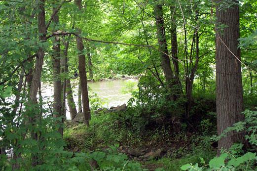 Figure 5 - Undisturbed Buffer: A before photograph demonstrates how dense vegetation within the Streamside Zone blocks views to the river and prohibits